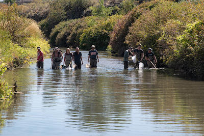 Students wading in a line across the lower Portneuf River.