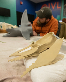 Photo of 3D replica of scissor-toothed shark skull.