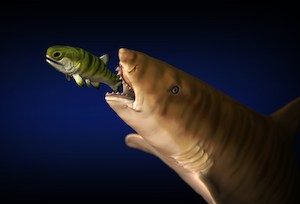 Image of reconstruction of scissor-tooth shark chasing a smaller fish.