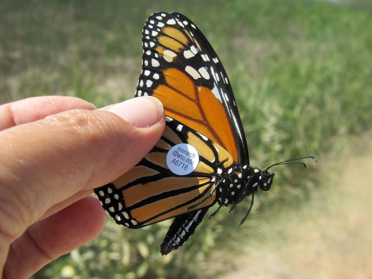 Monarch Butterfly with tag sticker on its wing. 