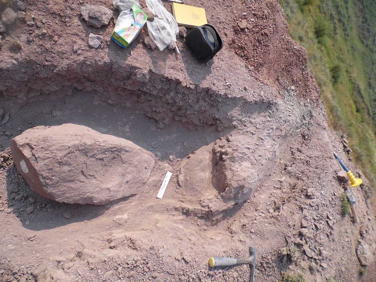 Burrow after excavation.