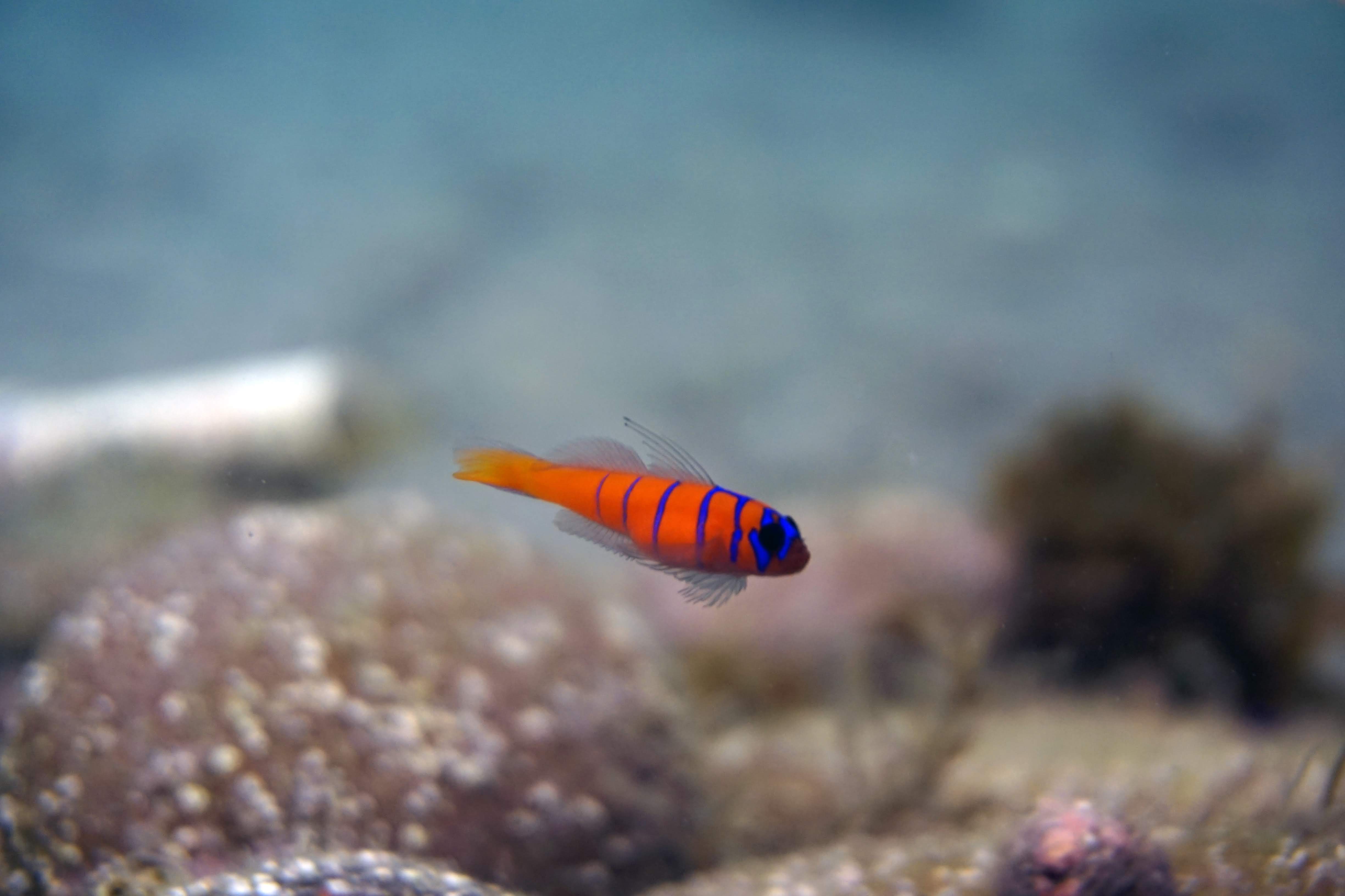 Goby fish