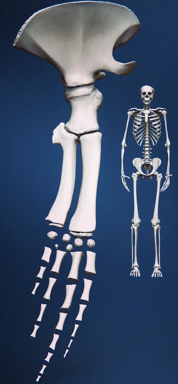 Scanned flipper with human skeleton by it to show its size.