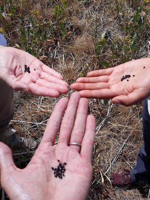 Camas seeds