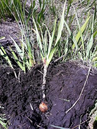 Camas bulb