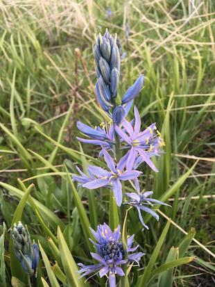 Photo of a purple camas flower. 