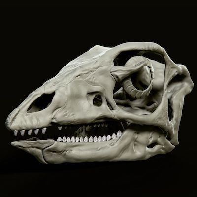 Digital replica of Oryctodromeus skull