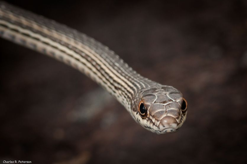 Photo of a Striped Whipsnake head