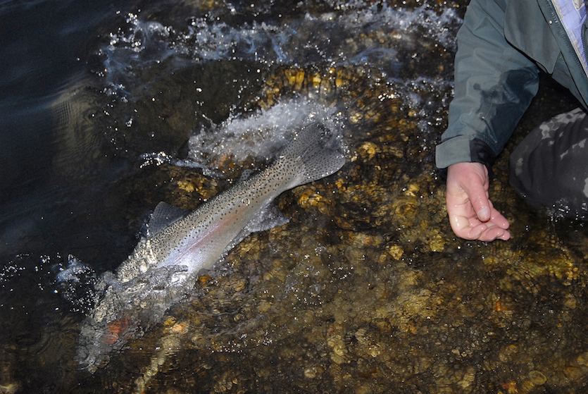 A rainbow trout splashing in water after being released by a fishermen whose hand you can see.