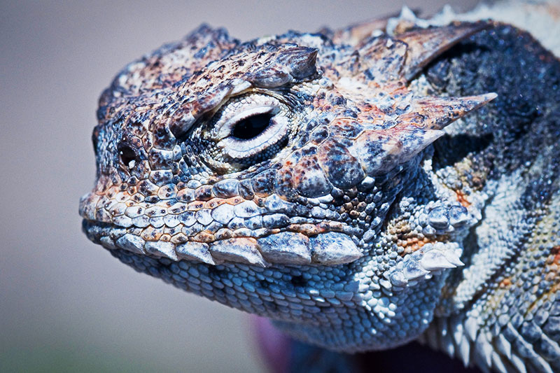 A horned lizard