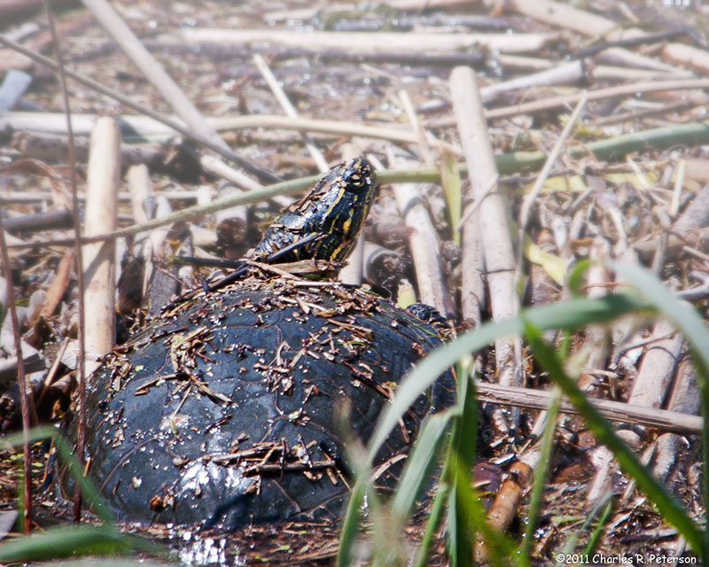 A painted turtle