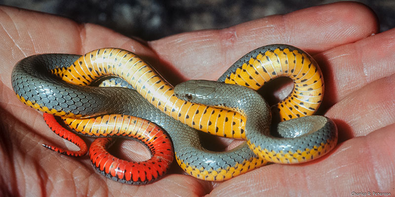 A ring-necked snake