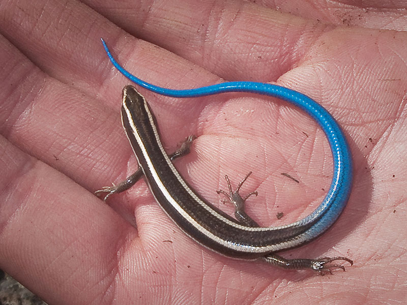 A western skink