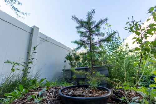 Sunshine Denney cared for the Artemis 1 Moon Tree to help establish more roots before planting in the Fall.