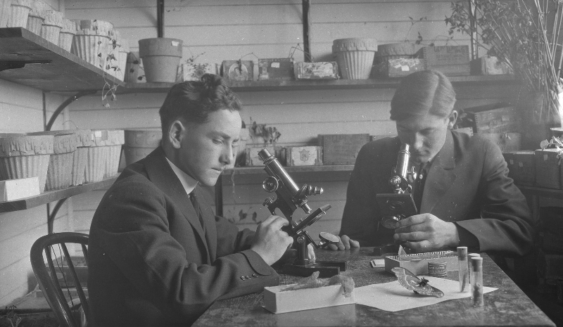 Albion State Normal School students study insects under microscopes