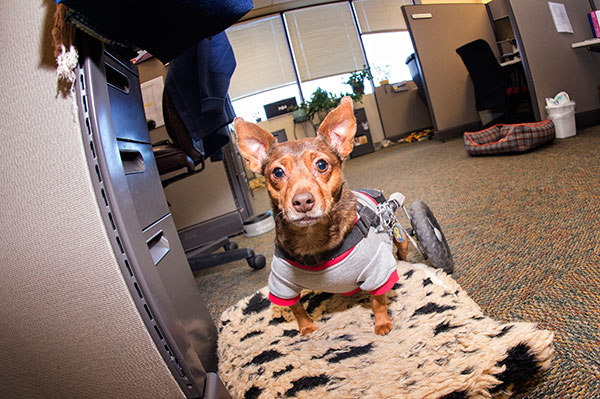 Dog in office