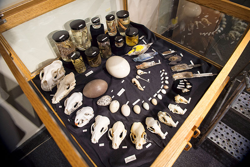 Natural history museum display of rodent bones