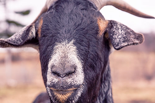 Goat who is the GOAT