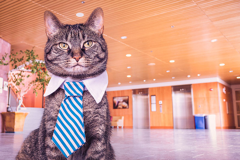 Cat wearing a tie