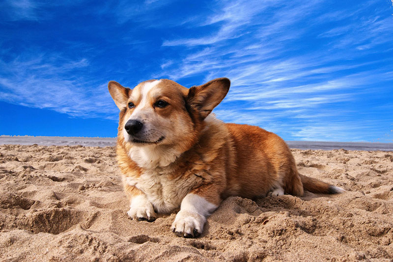 Corgi on the Beach