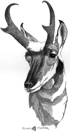 Edson Fichter pronghorn drawing.