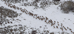 Tex Creek elk herd