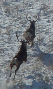 Tex Creek deer