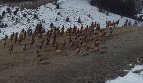 Wintering elk