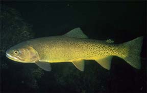 Snake River cutthroat