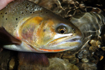 Snake River cutthroat