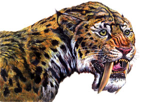 Saber-toothed cat drawing by Mark Hallet, who will lecture May 14 at ISU 