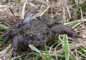 Toad with transmitter backpack.