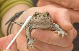 Toad with lab swab.
