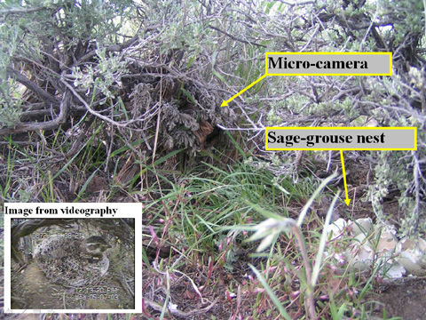 Sage grouse nest camera setup.