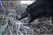 Raven at nest, frame from film.