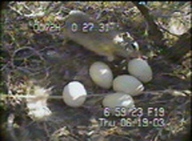 Squirrel in nest, still photo from film.