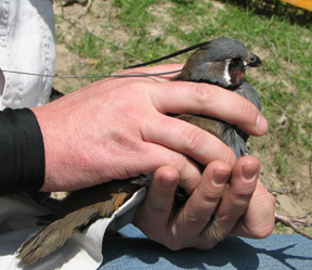 Mountain quail photo by Idaho Department of Fish and Game's Kelton Hatch