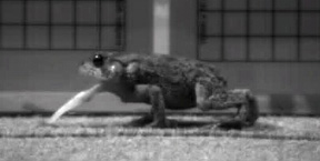 Frame from an Anderson high-speed film capturing a toad's tongue extended.