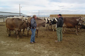 Dairymen David Korn of Terreton is seen visiting with program instructor Ralph Jones.  David is discussing the Brown Swiss and Holstein dairy operation he runs with his father.  David will be a fourth-year student this year and uses his computer to track herd genealogy and production expenses.