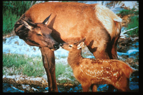 Cow and calf elk. Photo courtesy of the United States Forest Service