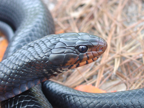 The endangered indigo snake. (Photos provided by Chris Jenkins)