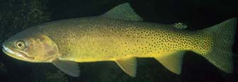 Cutthroat trout