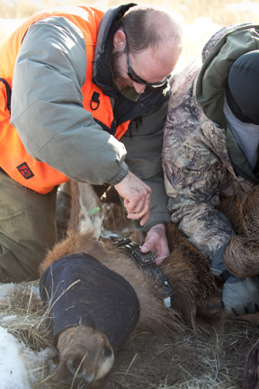 Photo credit: Chris Warren. Researchers putting collar on elk.