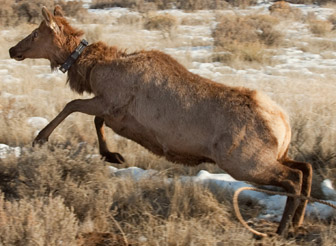 Photo credit: Chris Warren. An elk takes off after being collared.