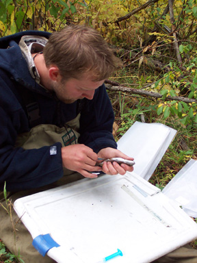 Researcher Scott Collins in field measuring a trout.