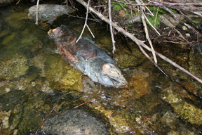 Salmon carcass in stream.