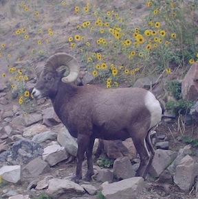 Antelope Island bighorn sheep. Photo by Jericho Whiting