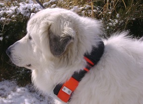 Guard dog with collar. (Photo courtesy of Keith Weber)