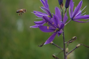 Camas flower