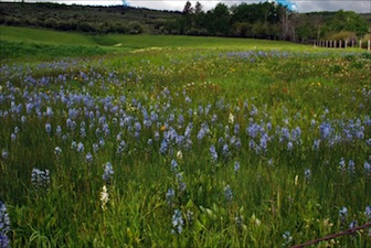 Camas Prairie